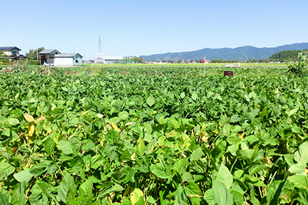 50年以上におよぶ継代培養の歴史